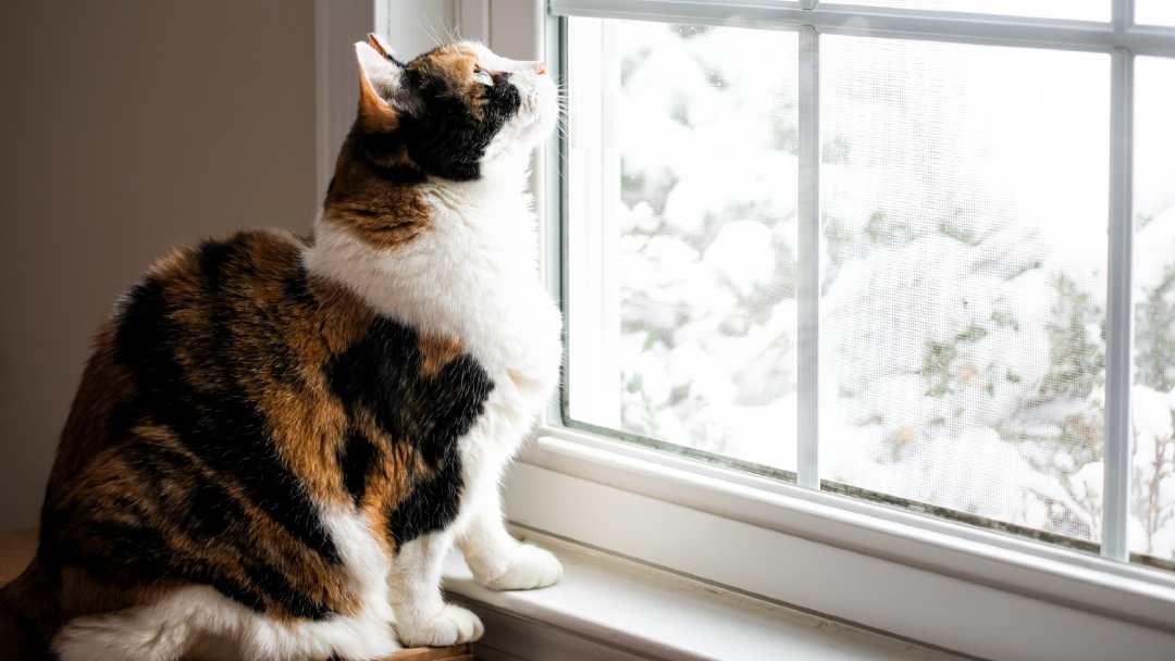 Can cats catch a store cold from cold weather